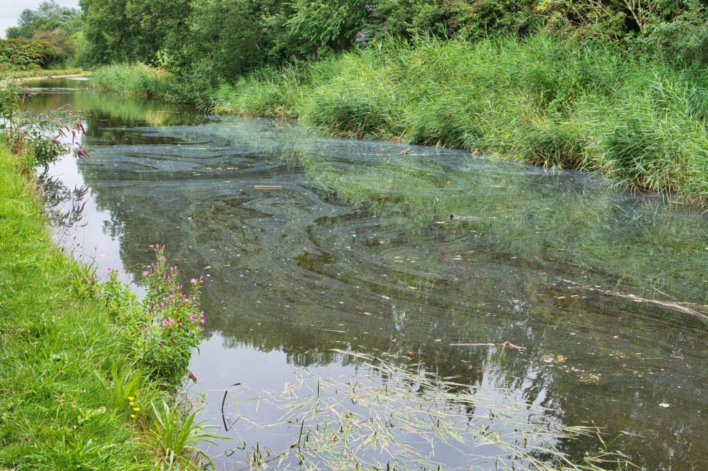 Image of a river that has oil pollution on top surrounded by green shrubbery.